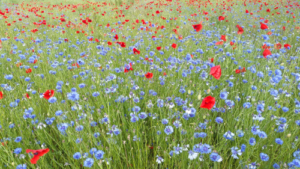 Blumenwiese Blumenwiese